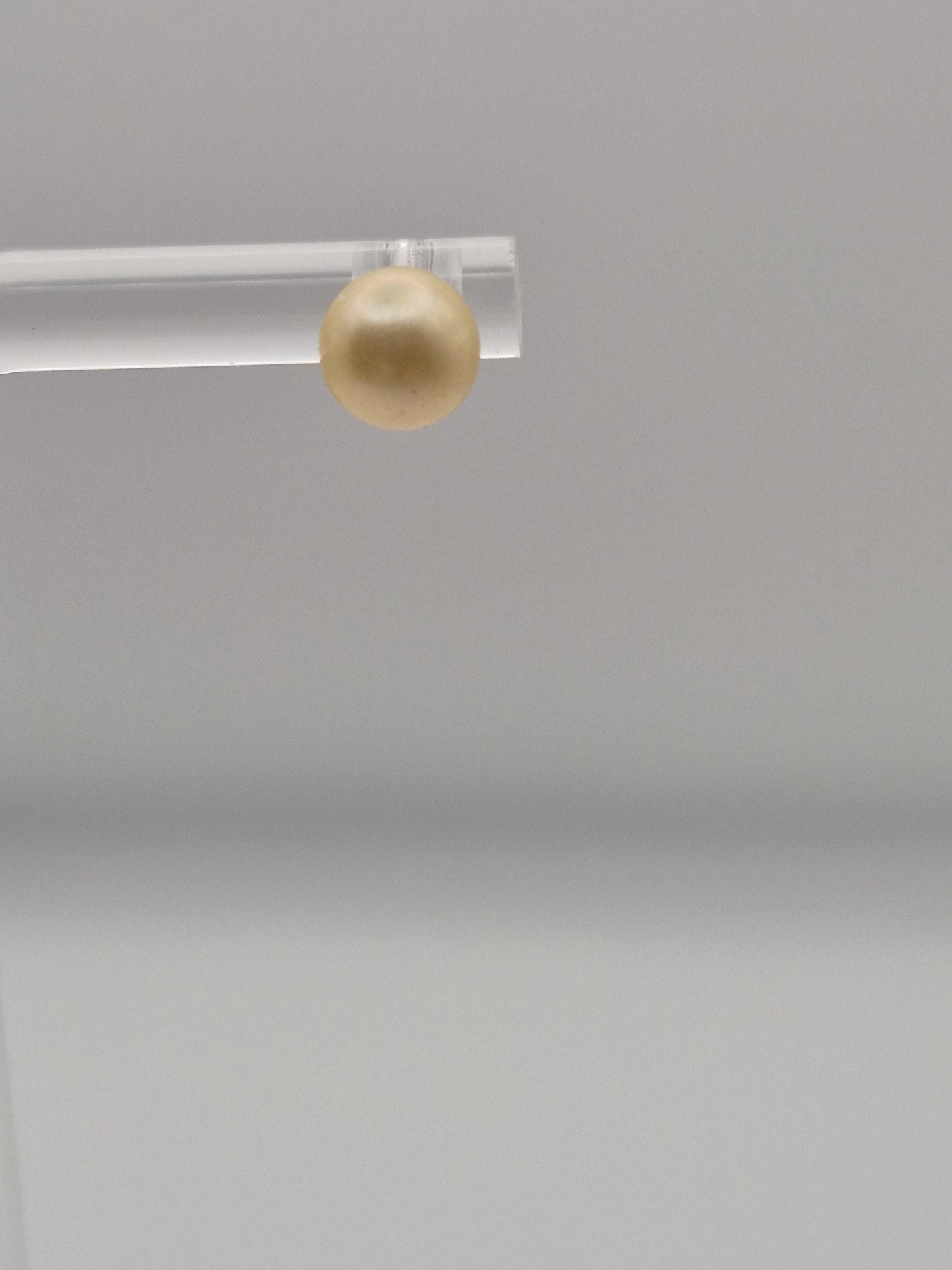 Gleaming Golden Saltwater Pearl Simple Stud Earrings