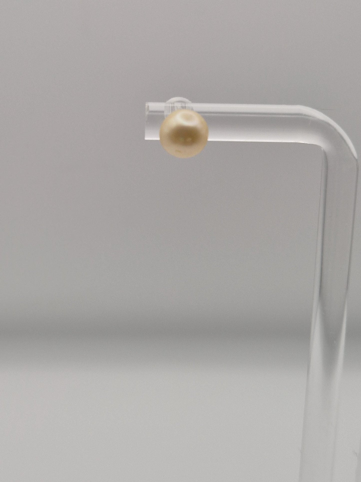 Gleaming Golden Saltwater Pearl Simple Stud Earrings